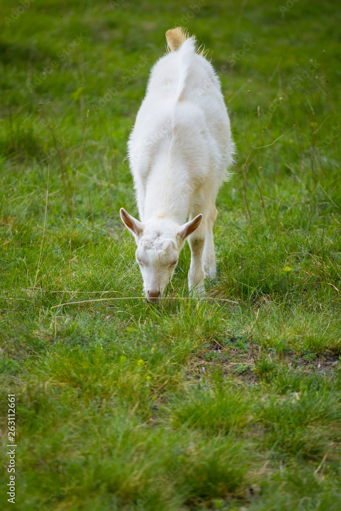 One white goat standing on green grass with blurred background One white goat standing on green grass with blurred background