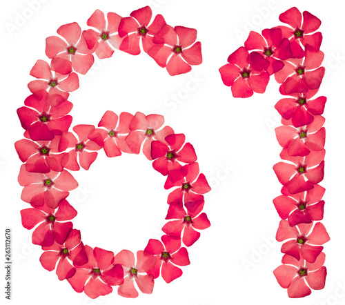 Numeral 61, sixty one, from natural red flowers of periwinkle, isolated on white background