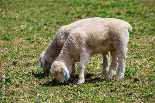 Sheep Pair © Alexis