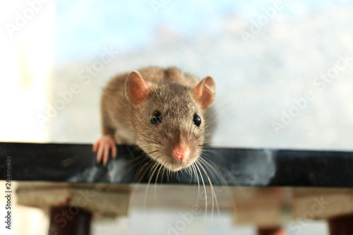 Cute curious little rat close-up