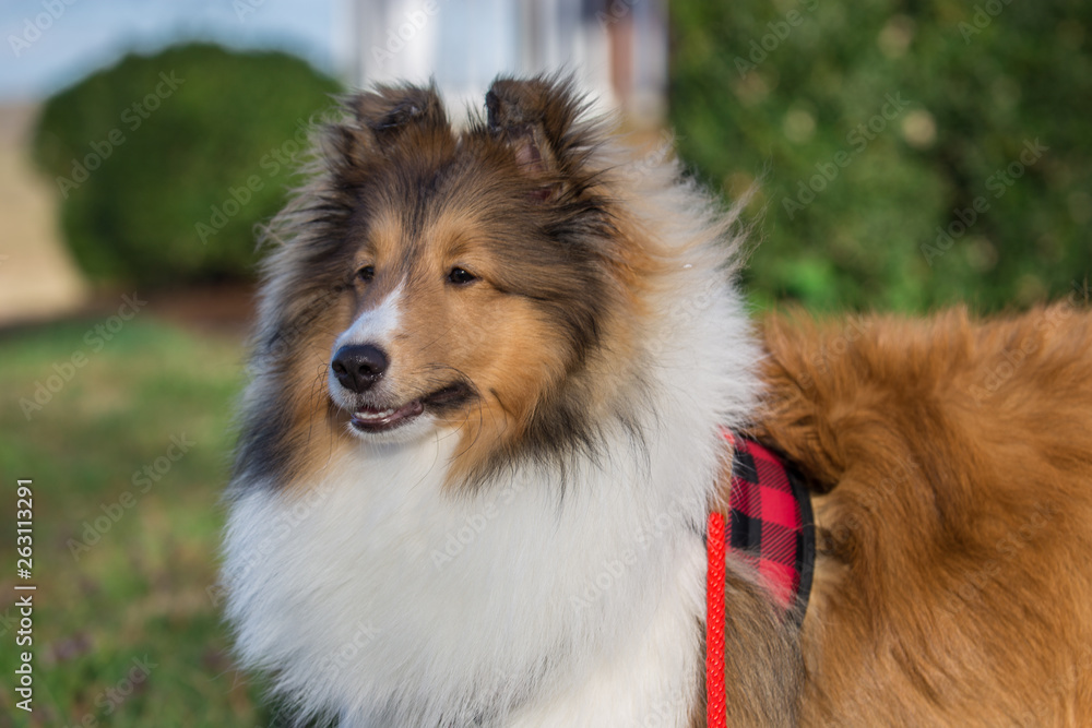 Red Sheltie Winter