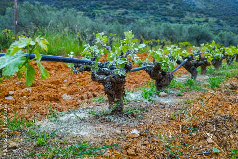 Fototapeta premium Old trunks and young green shoots of wine grape plants in rows in vineyard in spring