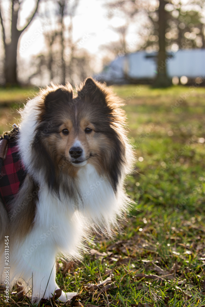 Sheltie Golden Hour Sheltie Golden Hour