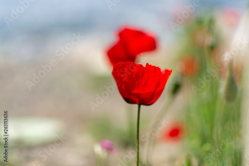 Spring colorful floral background with wild and red poppy flowers