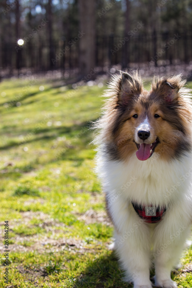 Smiling Summer Sheltie Smiling Summer Sheltie