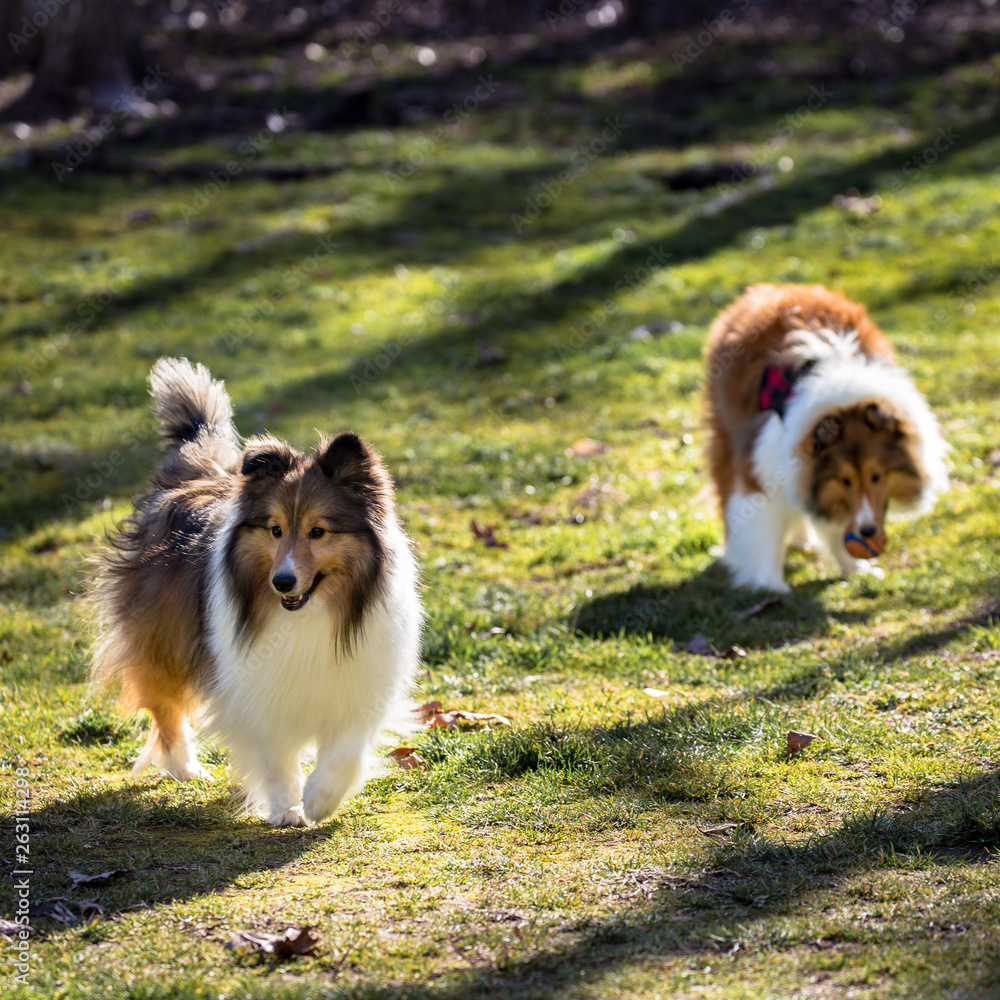 Shelties in the Grass