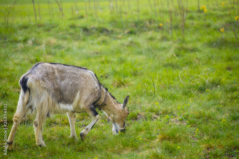 One brown goat standing on green grass with blurred background One brown goat standing on green grass with blurred background