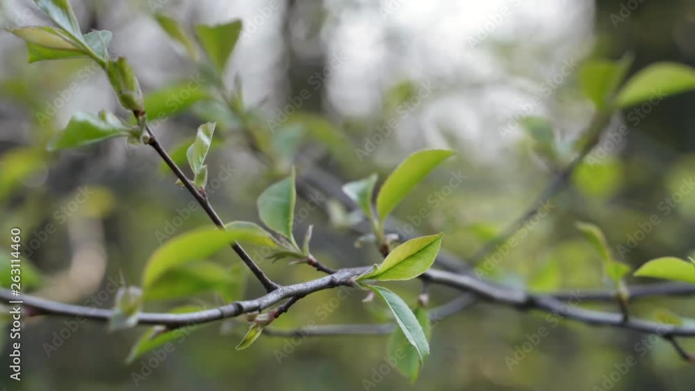 Prunus padus. The branch blooms at the beginning of spring. Slide Left to Right Prunus padus. The branch blooms at the beginning of spring. Slide Left to Right