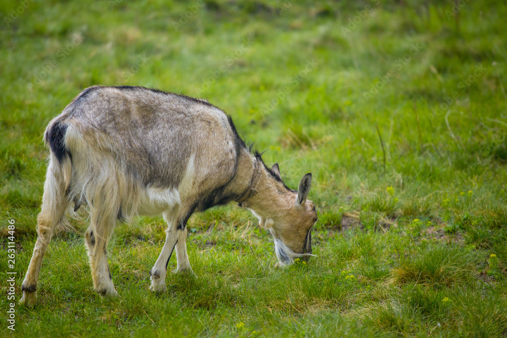 One brown goat standing on green grass with blurred background One brown goat standing on green grass with blurred background