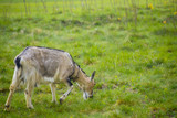 One brown goat standing on green grass with blurred background