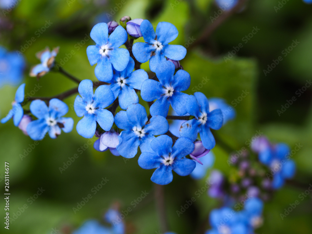 Delicate blue forget-me-not flowers in spring Delicate blue forget-me-not flowers in spring