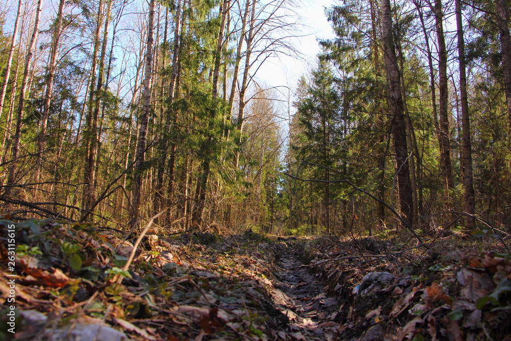 Forest dirt road on a Sunny spring day, bottom view from the track Forest dirt road on a Sunny spring day, bottom view from the track