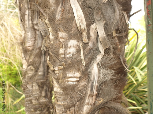 Tronc de palmier