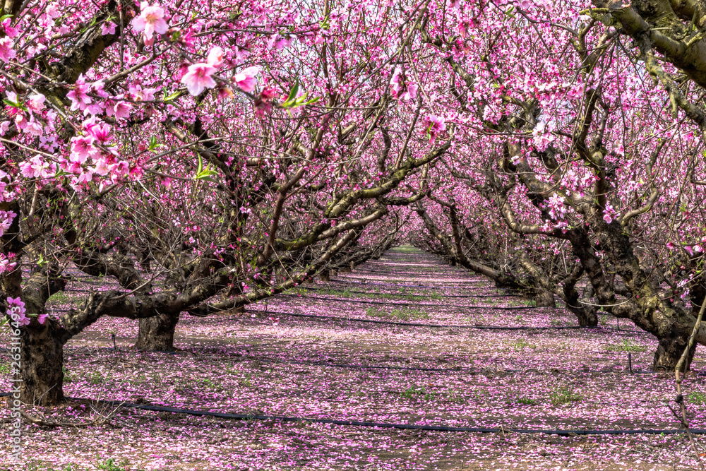 blooming Peaches tree in early spring blooming Peaches tree in early spring
