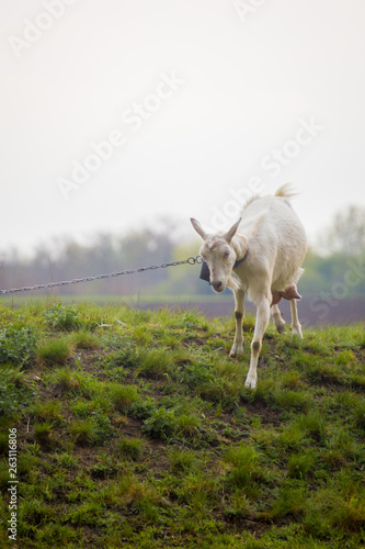 Fototapeta Naklejka Na Ścianę i Meble -  One female white goat standing on green grass on top of hill at sunset with blue sky in background
