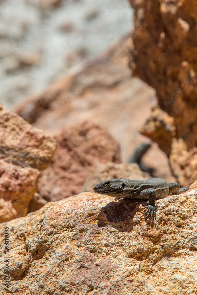 Fototapeta premium curious little lizard standing on a rock in the sun