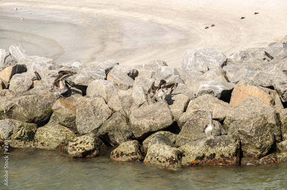 Obraz premium pelicans on rocks