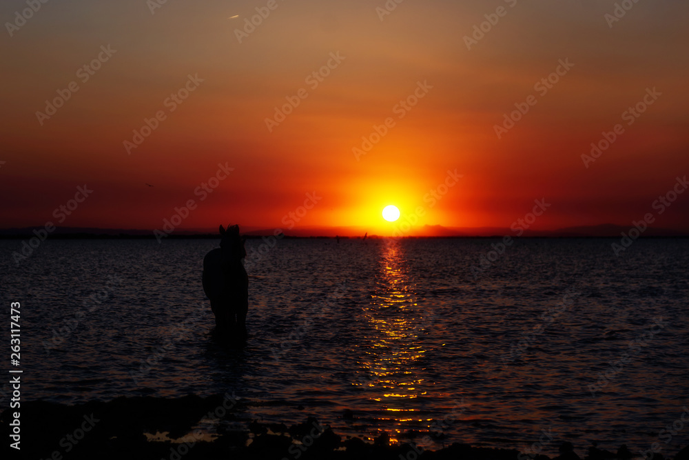 horse at sunset