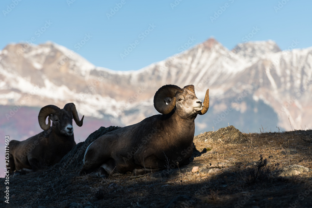 Naklejka premium Bighorn rams