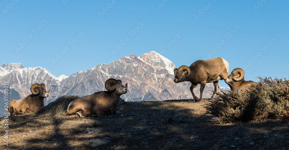 Naklejka premium Bighorn rams