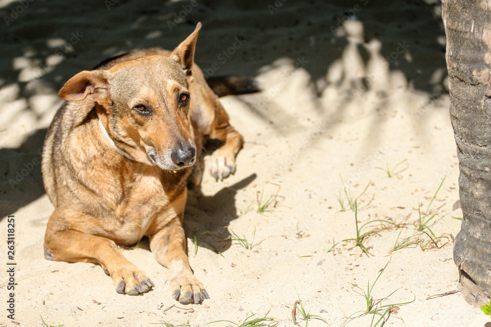 Naklejka premium Dog on the Beach