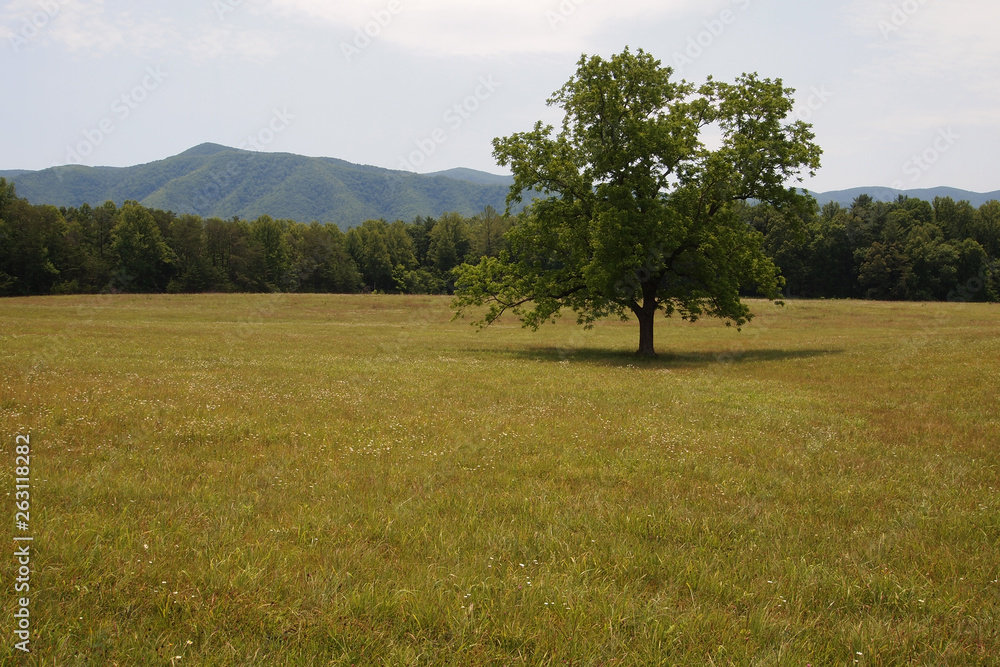 Cades Cove in the Great Smoky Mountains National Park, Tennessee, in early summer.