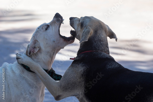 Two Dogs Playing 
