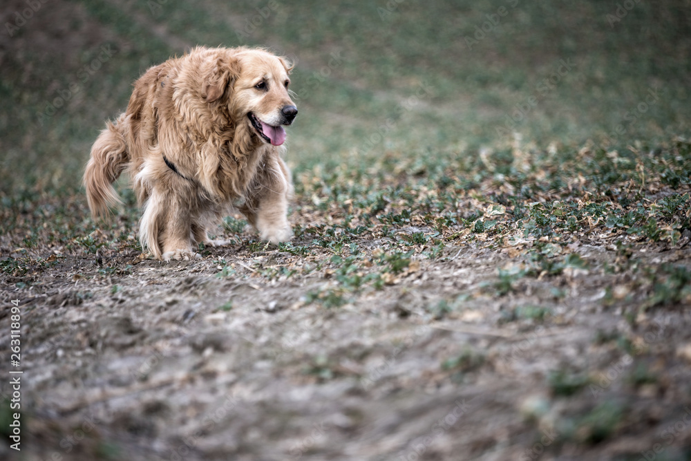 old golden retriever dog portrait old golden retriever dog portrait