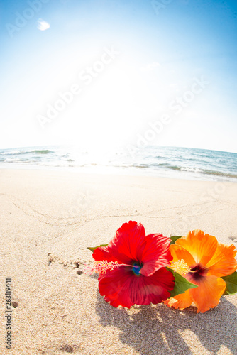 海とハイビスカス