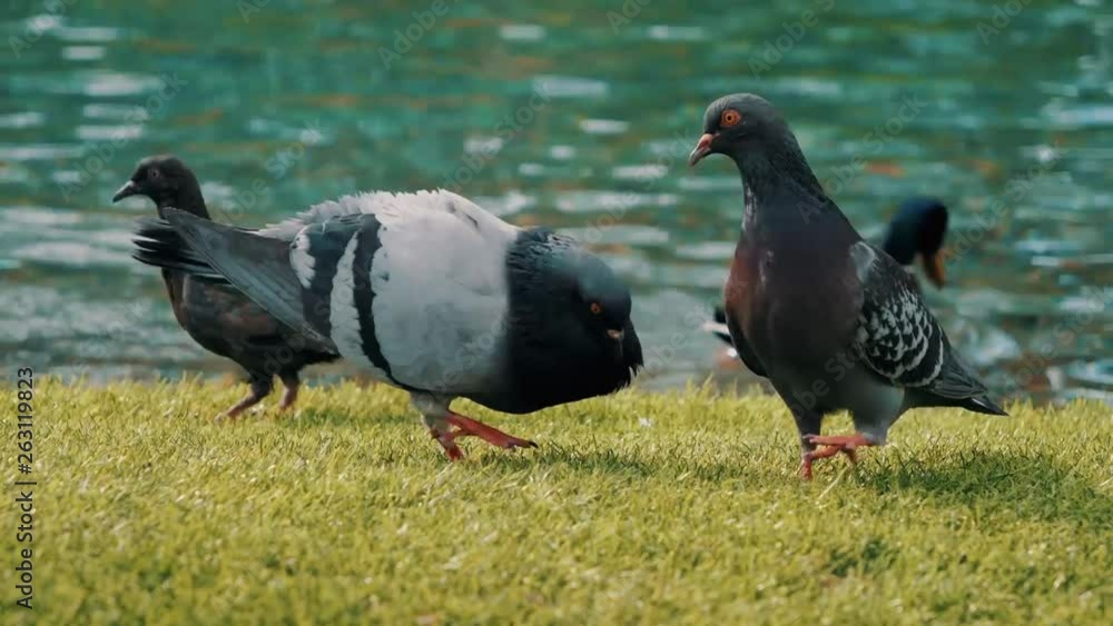 group of pigeons walking and bobbing their heads and pecking at the ground looking for food in Las Vegas group of pigeons walking and bobbing their heads and pecking at the ground looking for food in Las Vegas