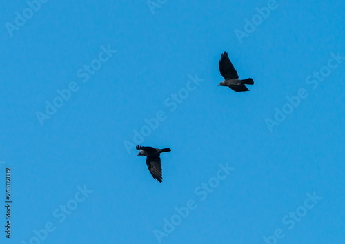Картината върху платно Jackdaw Jaunt