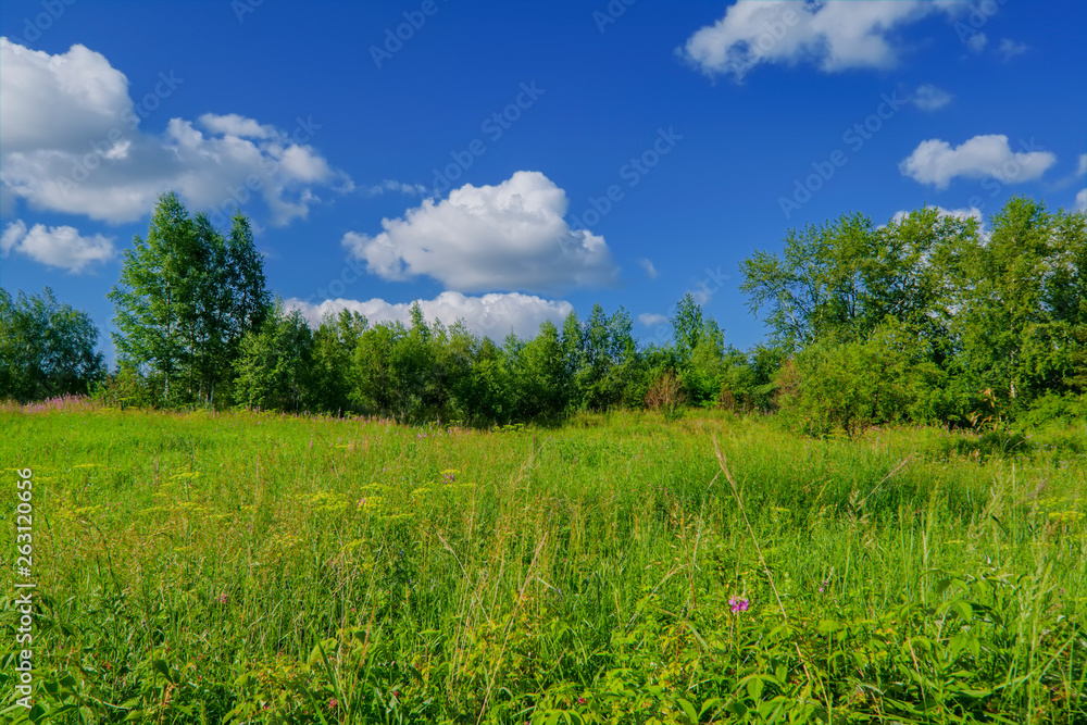 Summer meadow landscape with green grass and wild flowers. Summer meadow landscape with green grass and wild flowers.