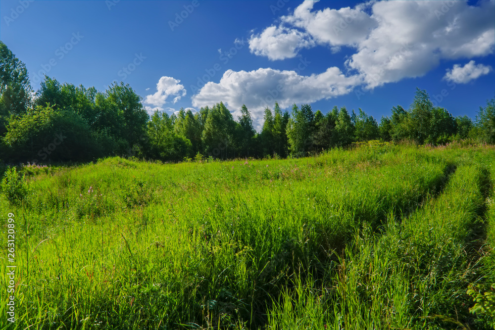 Summer meadow landscape with green grass and wild flowers.
