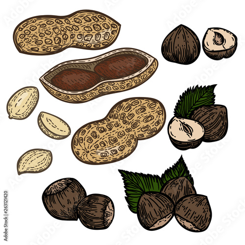 Vector hand drawn set of nuts.Hazelnuts and peanuts isolated on white background.
