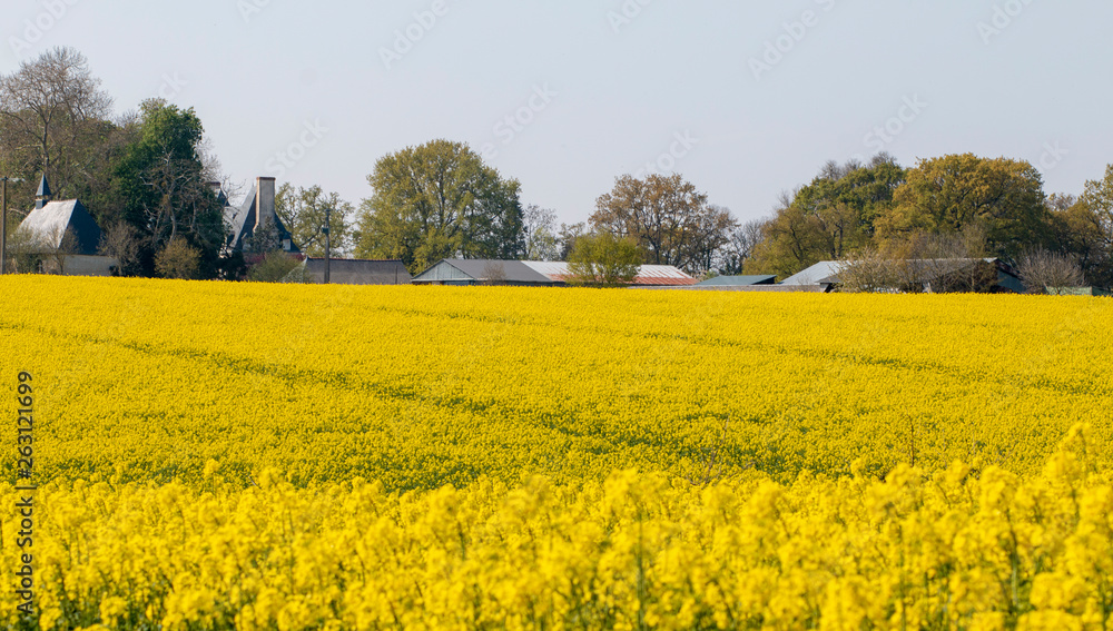 beautiful field of rapeseed blooms in bright yellow