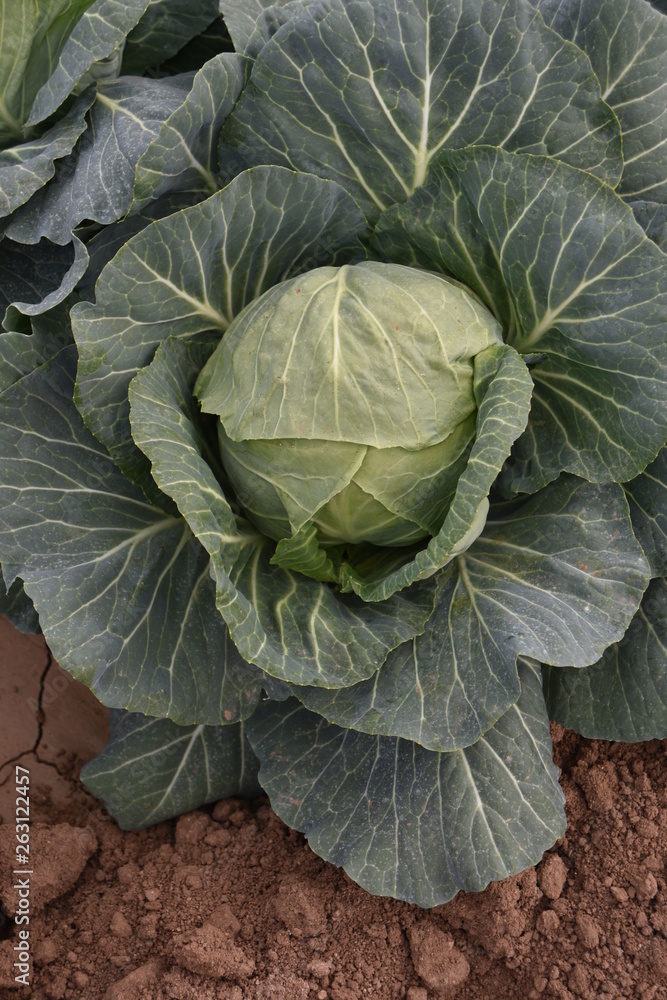 Arizona cabbage field ready for harvest Arizona cabbage field ready for harvest