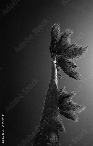 trees 6