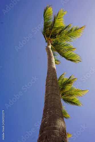 trees 5