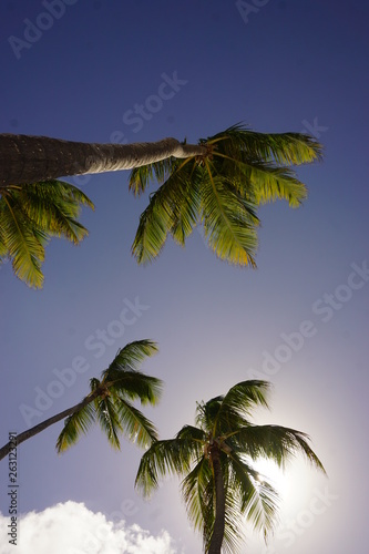 trees 4