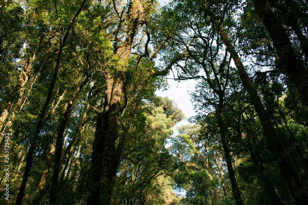 Fototapeta premium treetop and sky with sunlight