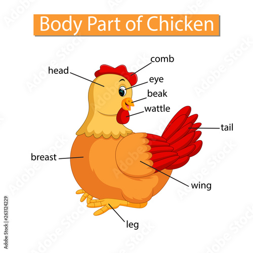 Diagram showing body part of chicken photo