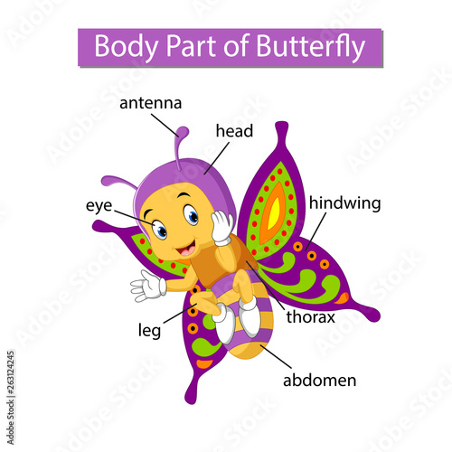 Diagram showing body part of butterfly