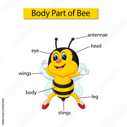 Diagram showing body part of bee photo