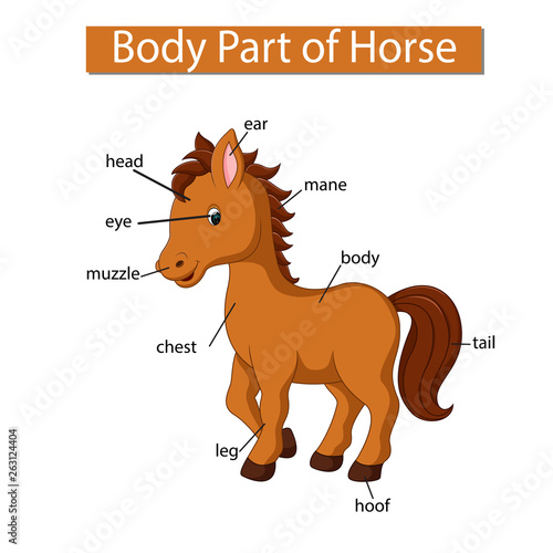 Diagram showing body part of horse