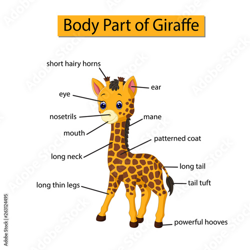 Diagram showing body part of giraffe