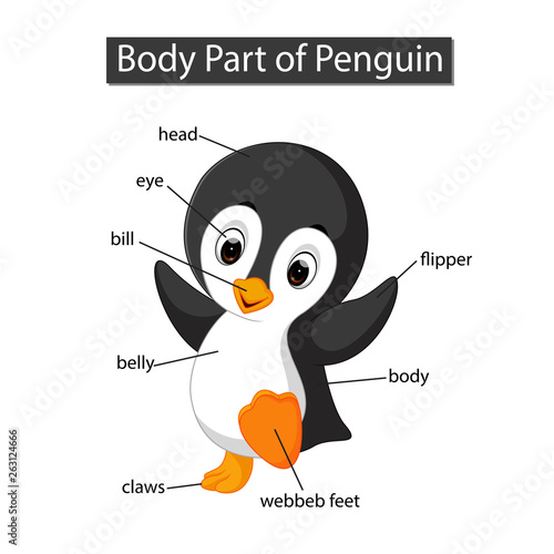 Diagram showing body part of penguin photo