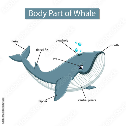 Diagram showing body part of whale photo