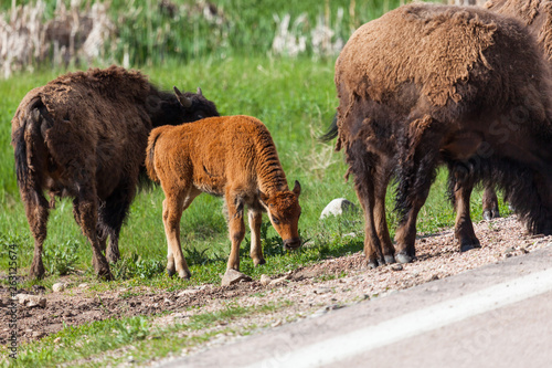 Grazing Bison Family © tamifreed