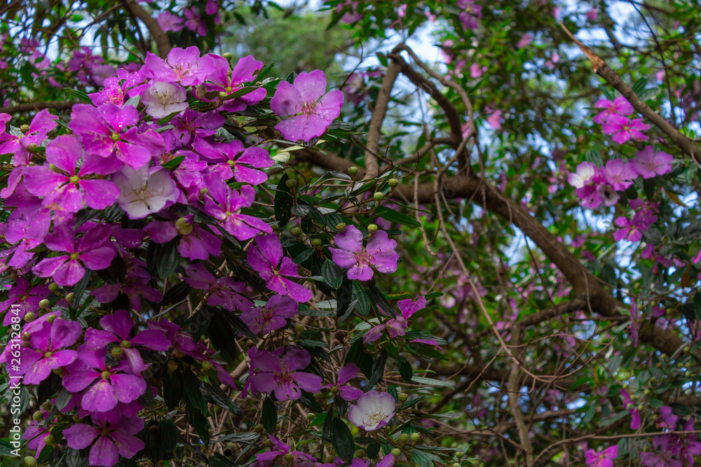 Flores Flores