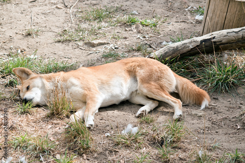 the golden dingo is resting © susan flashman